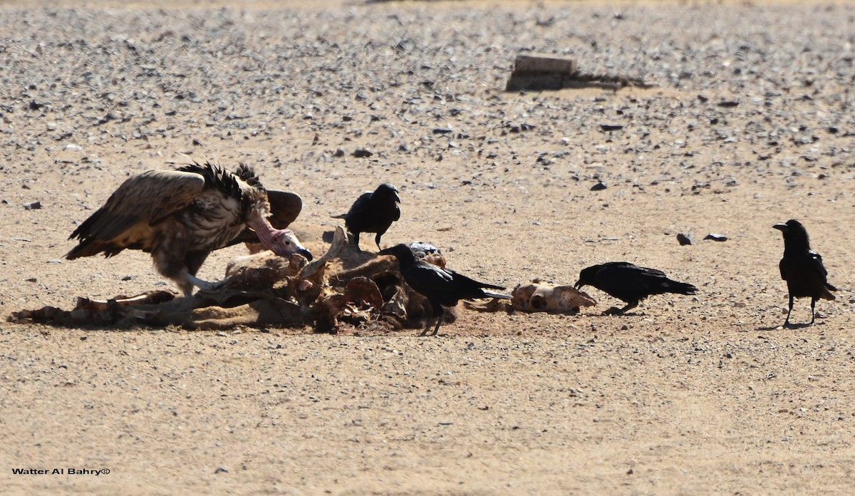 Lappet-faced Vulture - Watter AlBahry