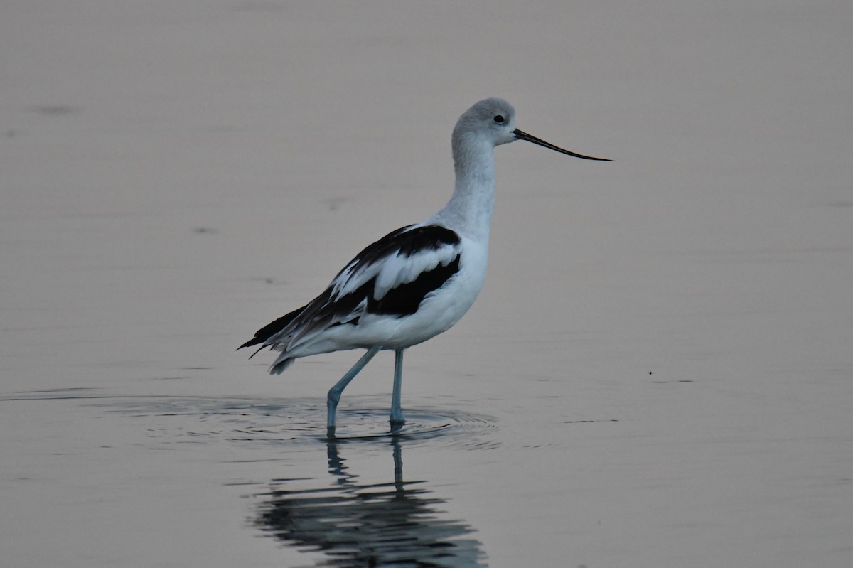 American Avocet - Tom Duncan