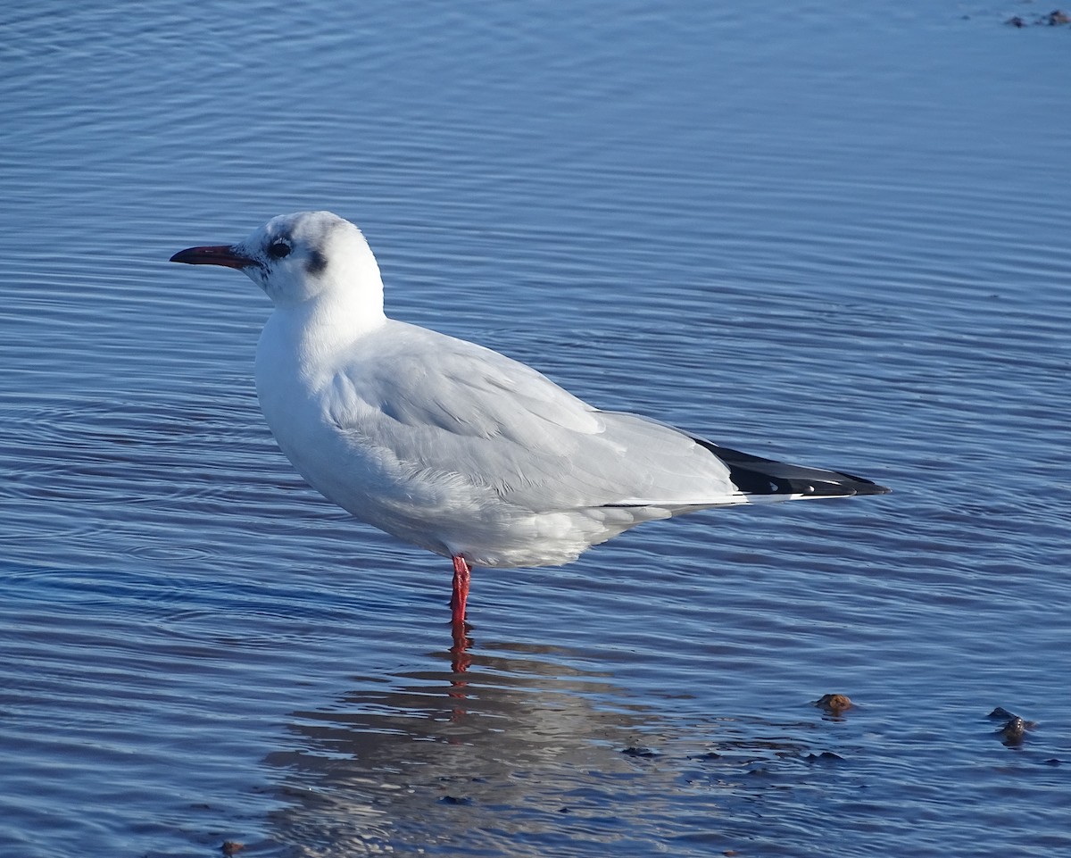 Black-headed Gull - ML39867211