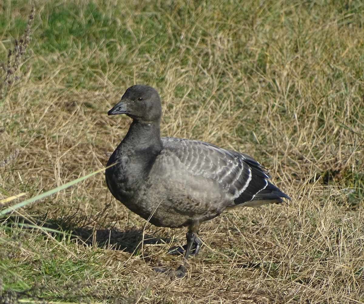 Brant (Dark-bellied) - Stephen Harris