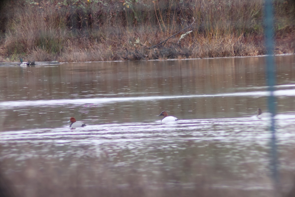 Canvasback - ML398672701