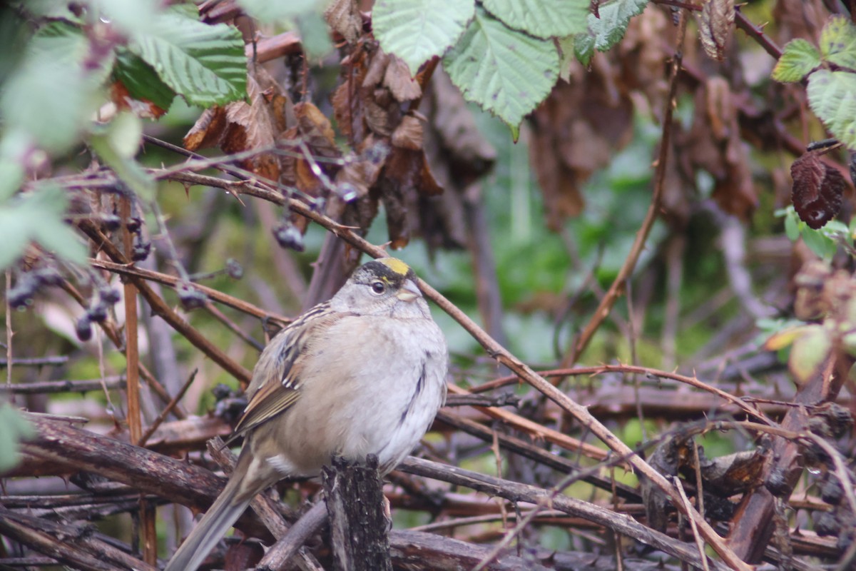 Golden-crowned Sparrow - ML398673641