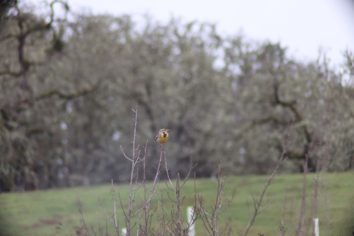 Western Meadowlark - Kailana Burden