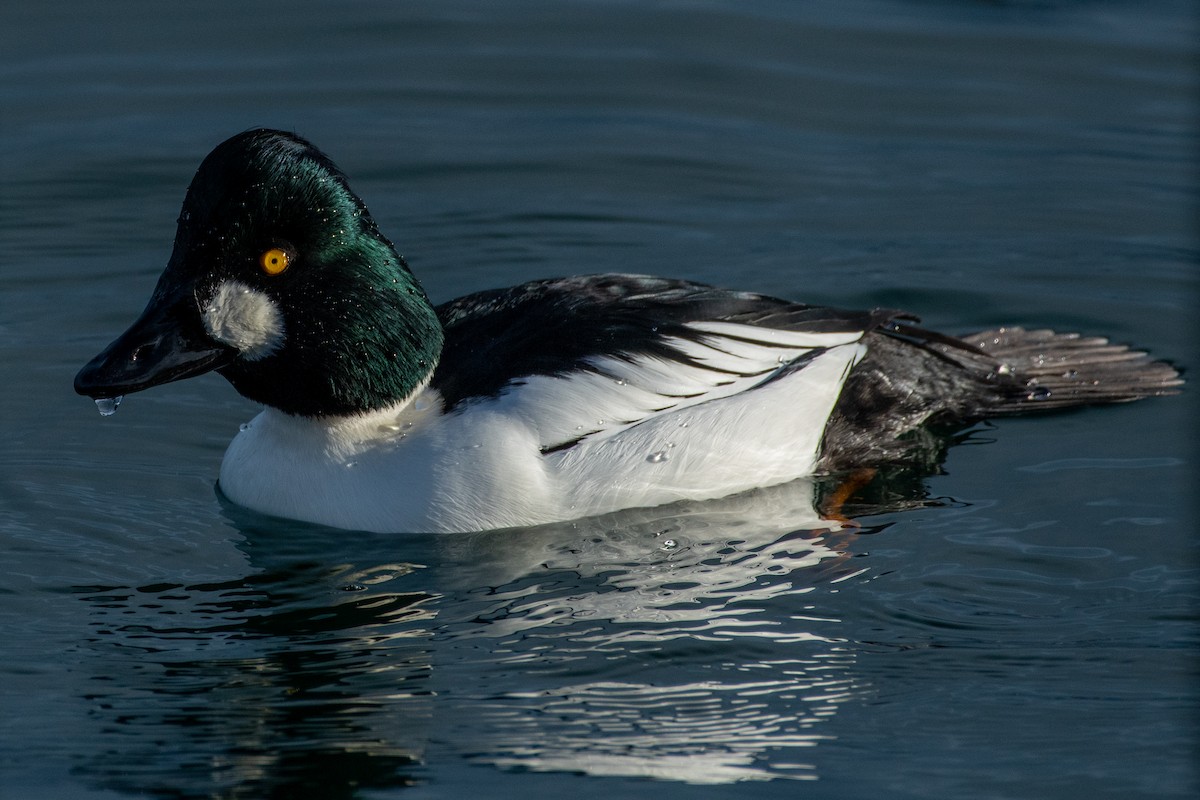 Common Goldeneye - Alex Wang