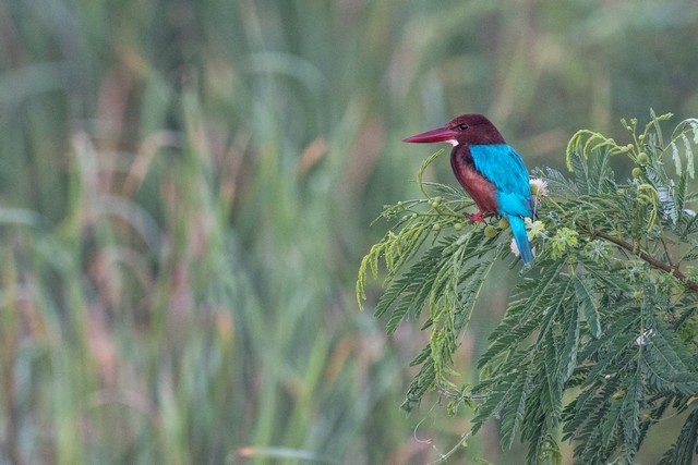 White-throated Kingfisher - ML39867571