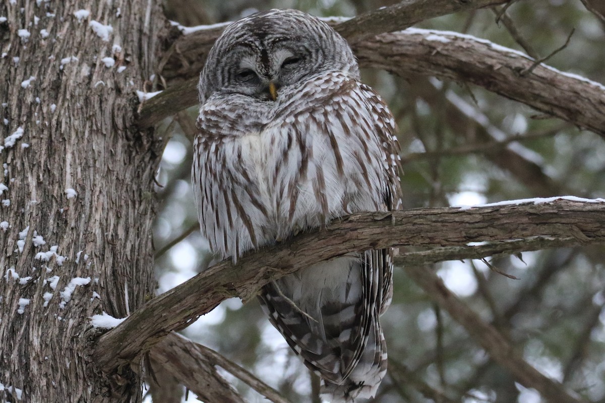 Barred Owl - ML398676301