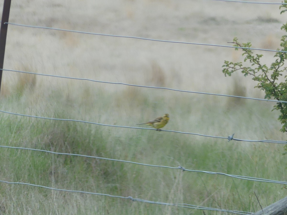 Yellowhammer - ML39868091