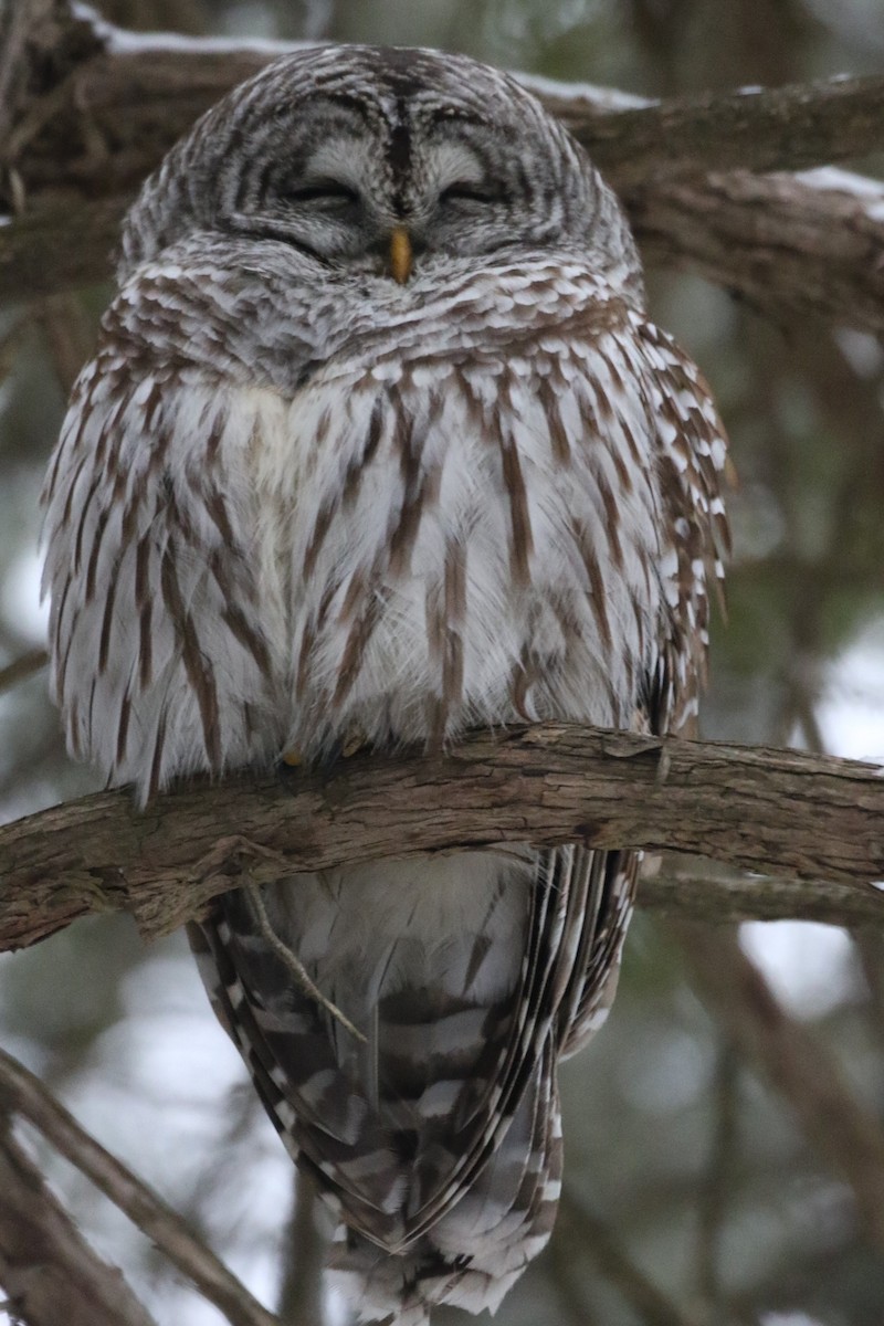 Barred Owl - ML398680991