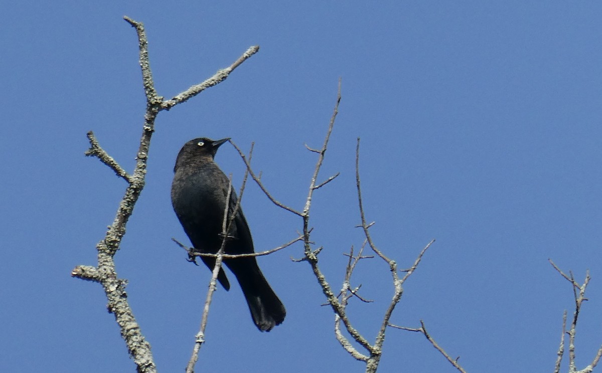 Rusty Blackbird - Leigh McDougal