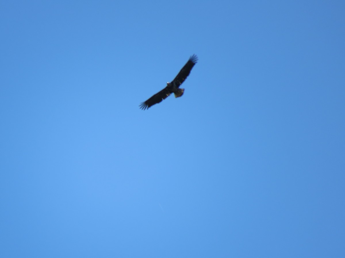 Bald Eagle - ML398683941