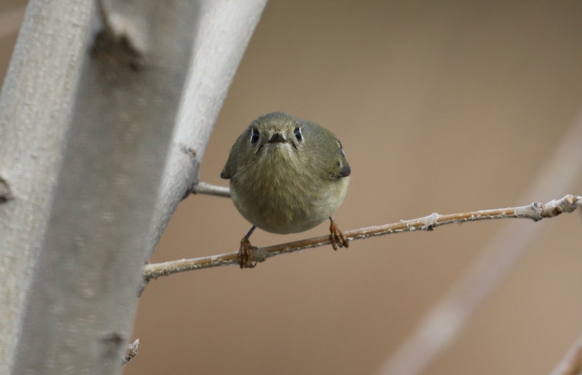 Ruby-crowned Kinglet - Lindsey Mitchell