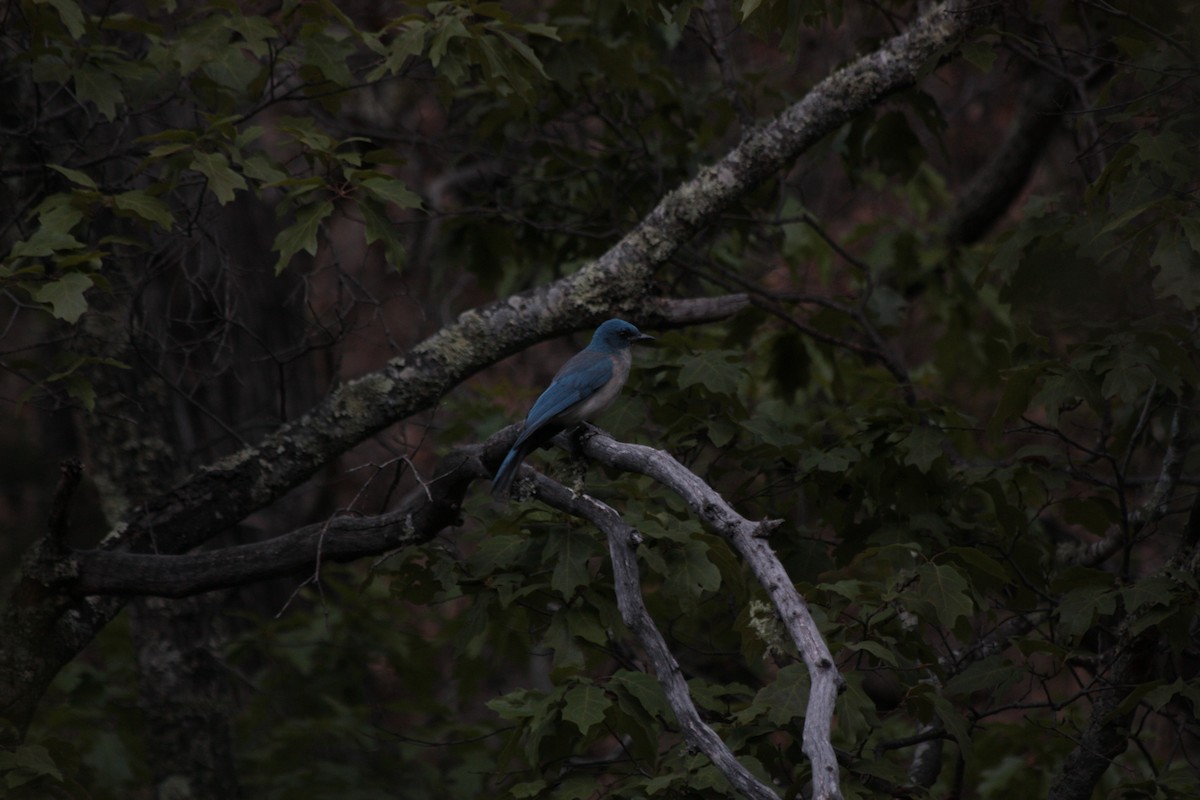 Mexican Jay - ML398686261