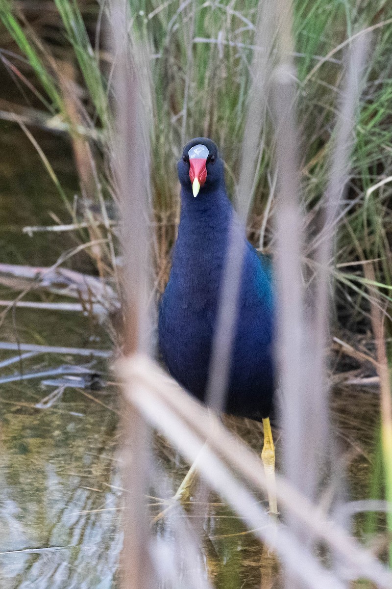 Purple Gallinule - ML398686781