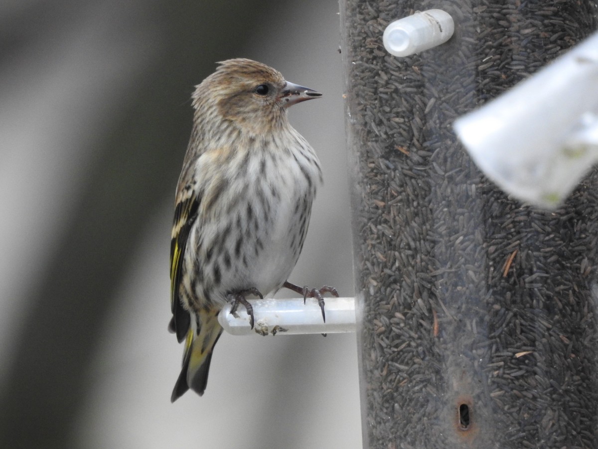 čížek severoamerický - ML398688231