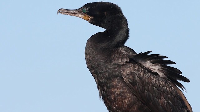 Neotropic Cormorant - ML398690591