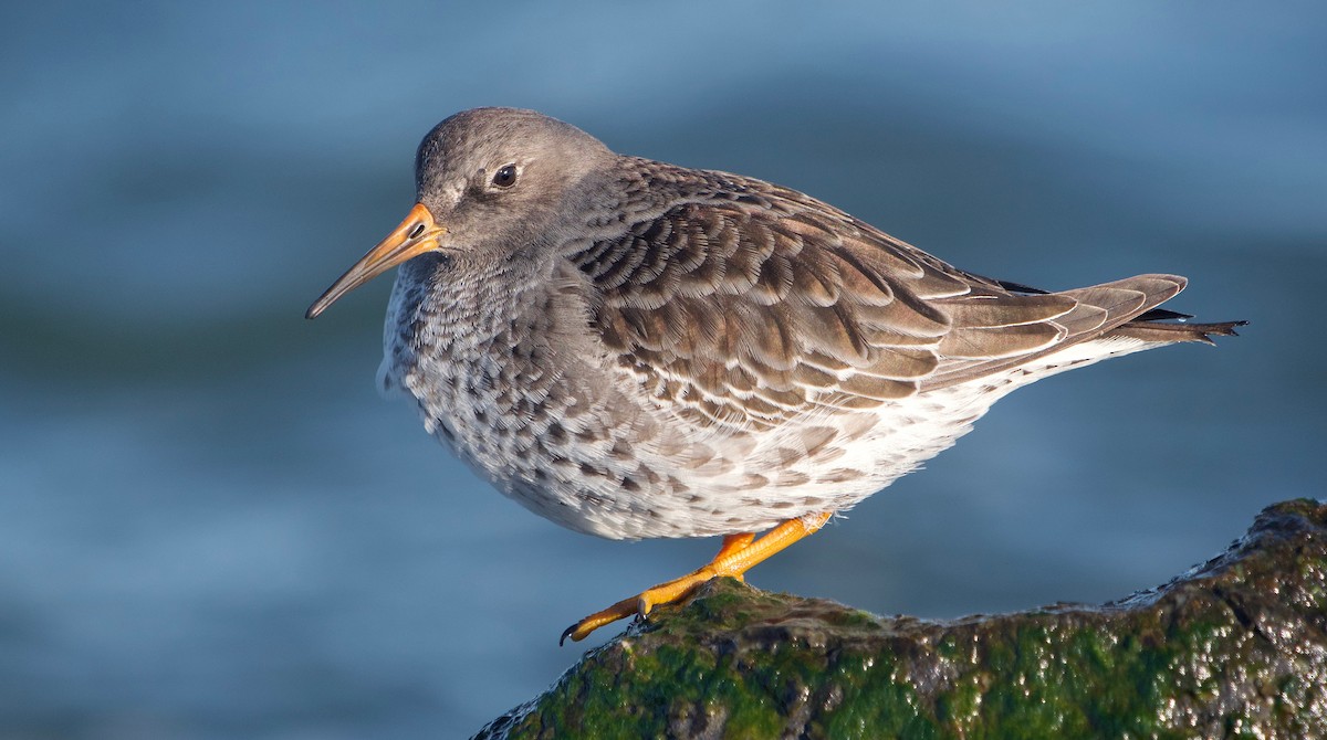 Purple Sandpiper - Gautam Apte