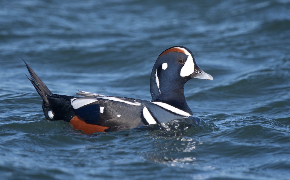 Harlequin Duck - ML398692081