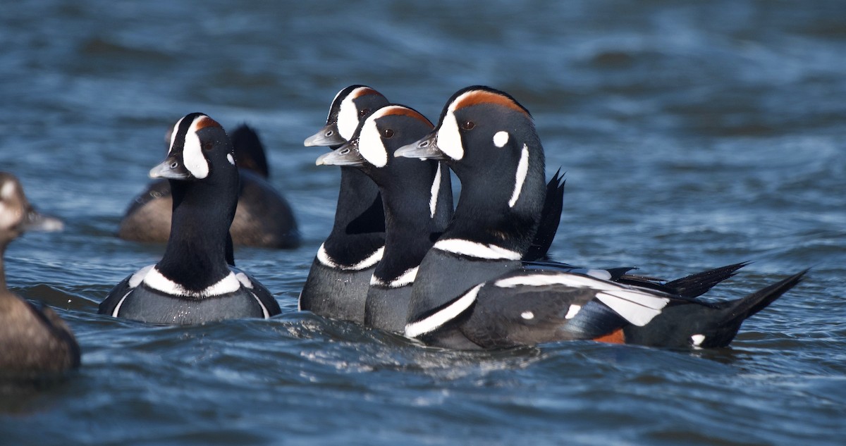 Harlequin Duck - ML398692151