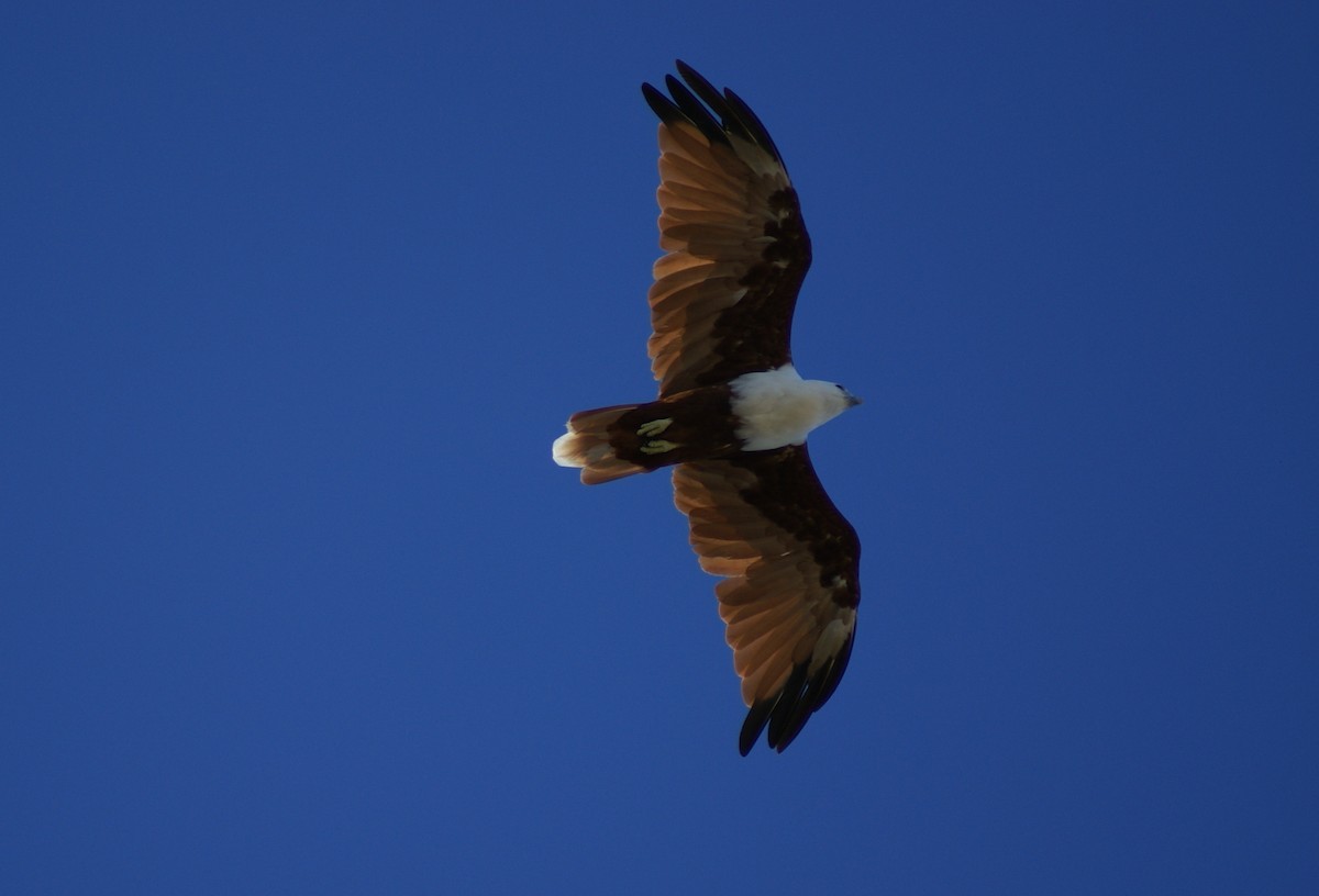 Brahminy Kite - ML398694881