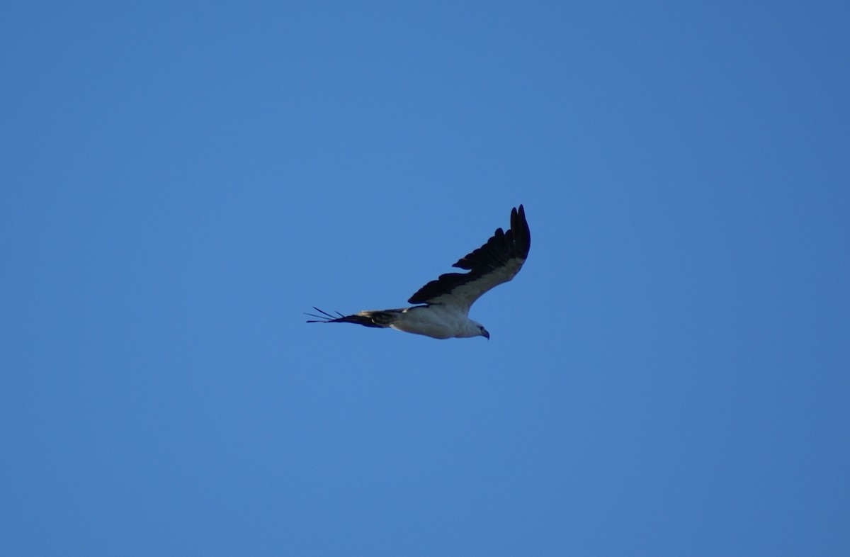 White-bellied Sea-Eagle - Richard Maarschall