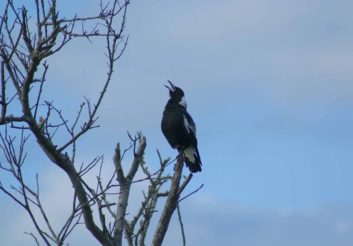 Australian Magpie - Richard Maarschall