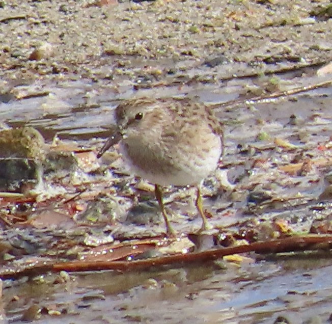 Least Sandpiper - ML398695011