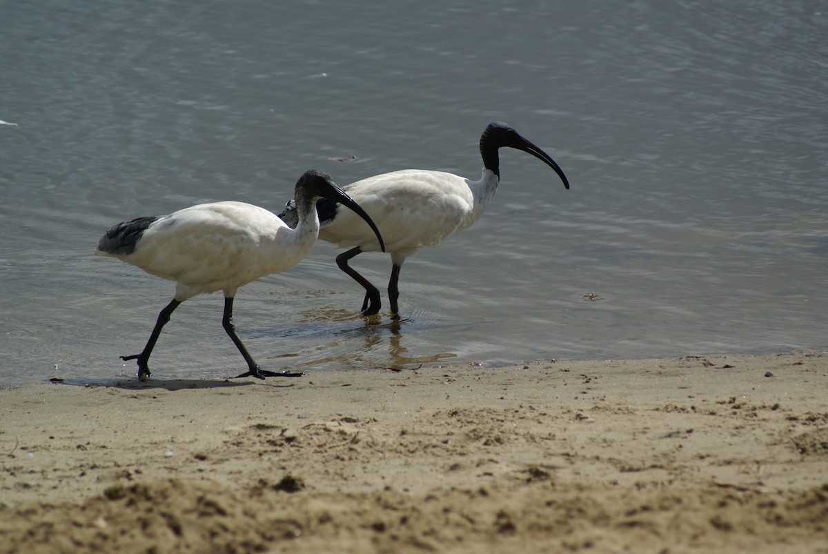 ibis australský - ML398695141