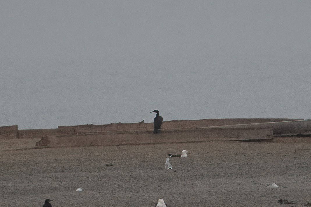 Cormorán de Bajío - ML398696691