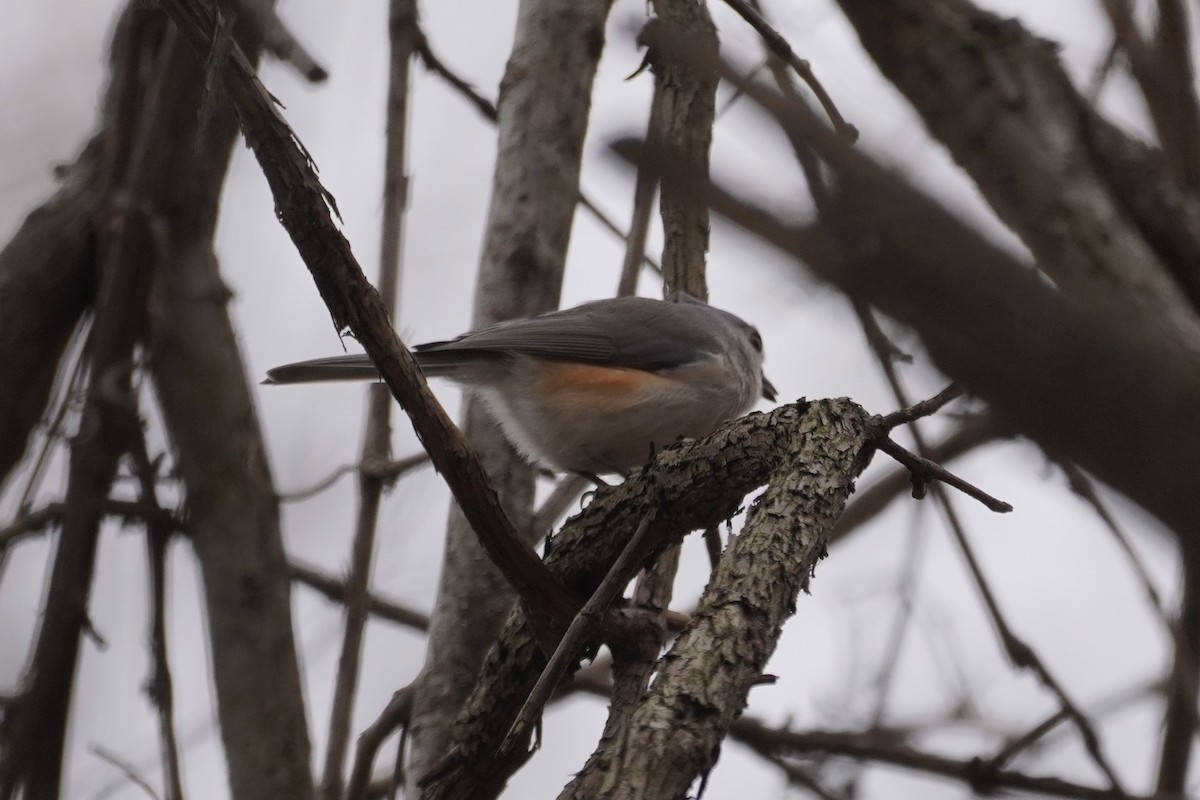 Tufted Titmouse - ML398696911
