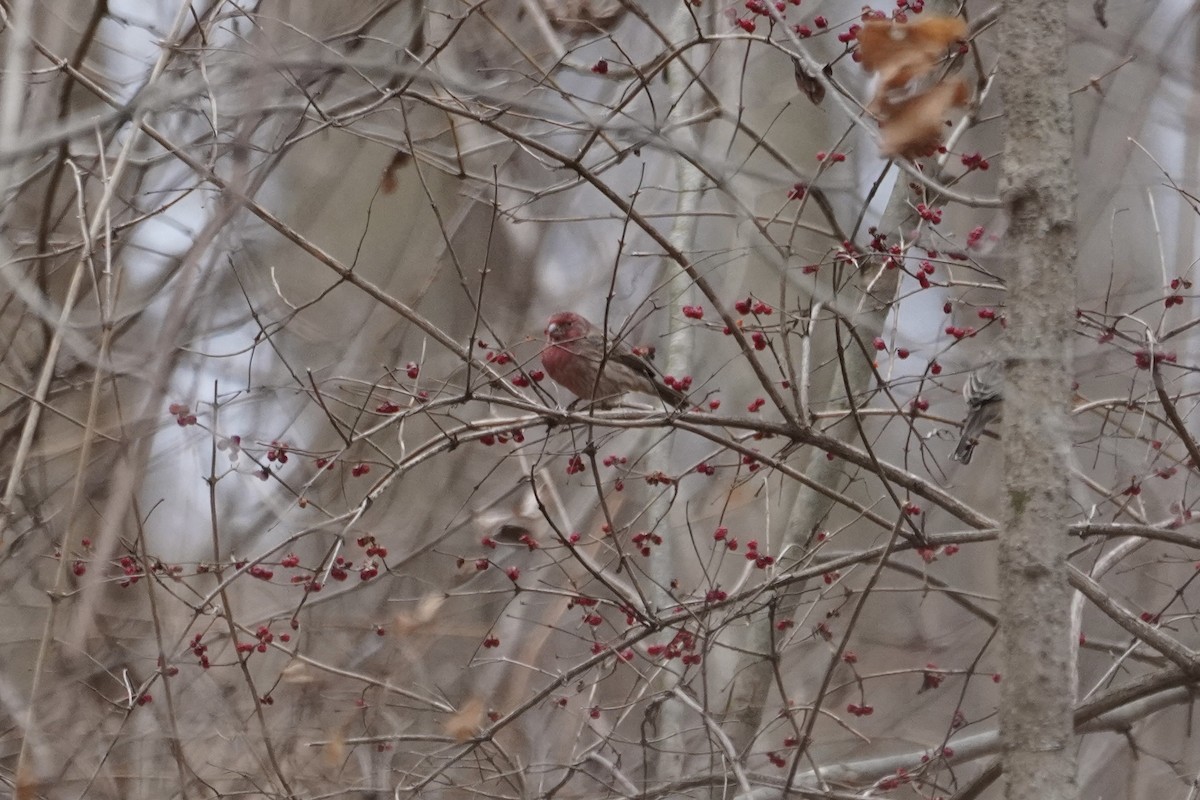 House Finch - ML398696971