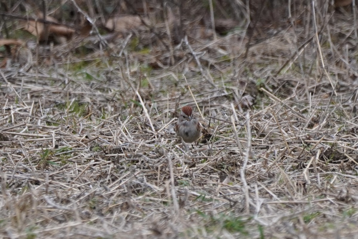American Tree Sparrow - ML398697011