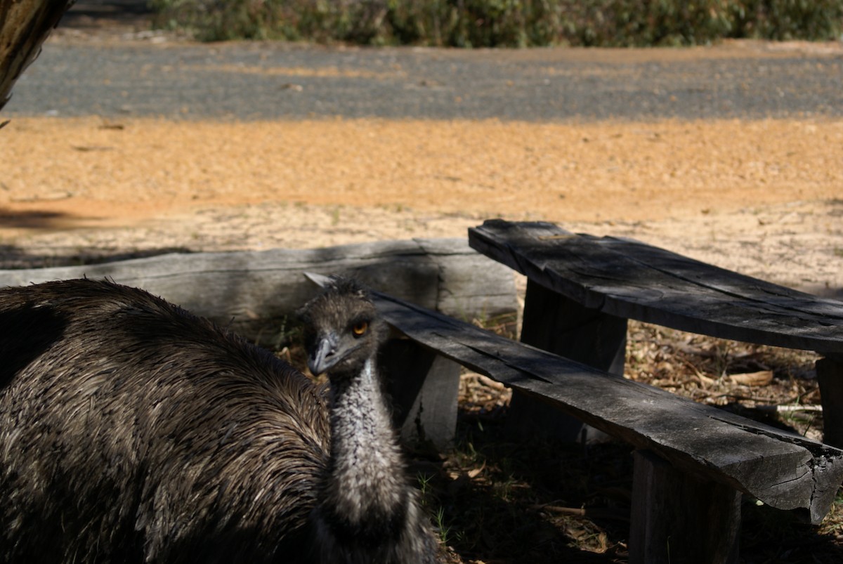 emu hnědý - ML398697541