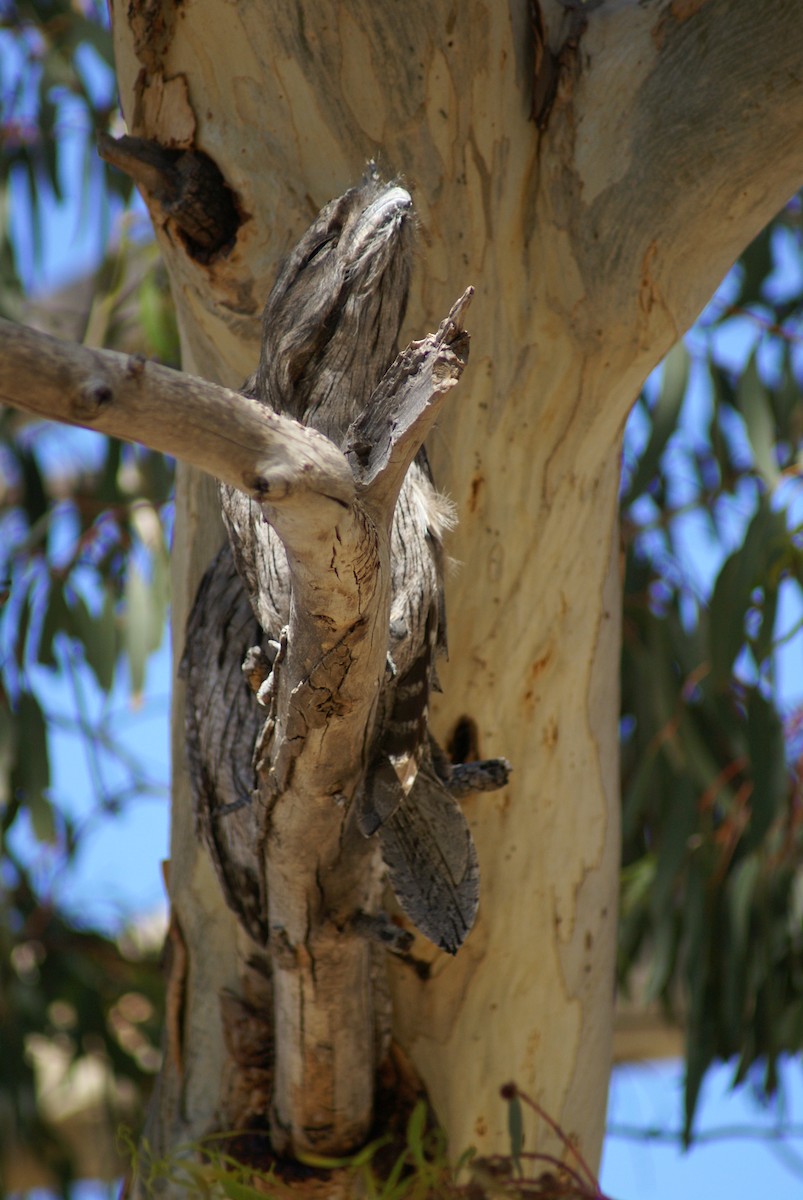 Tawny Frogmouth - ML398697611