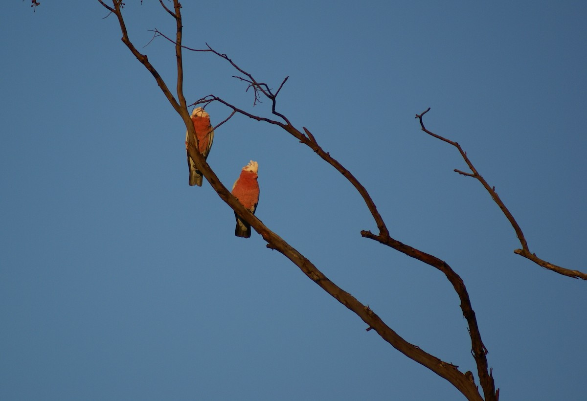 Cacatúa Galah - ML398697641