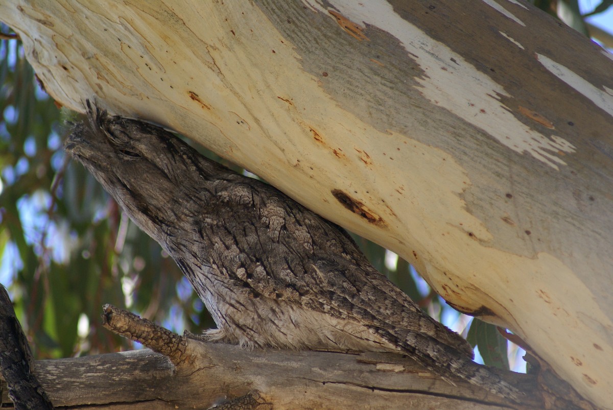 Tawny Frogmouth - ML398697661