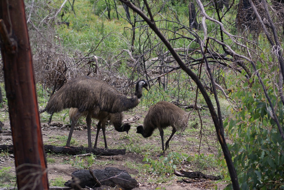 emu hnědý - ML398697671