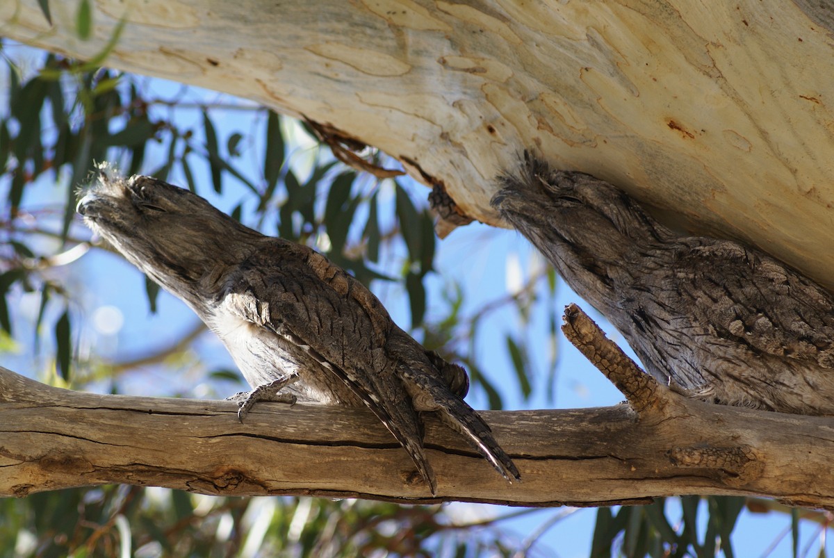 Tawny Frogmouth - ML398697681