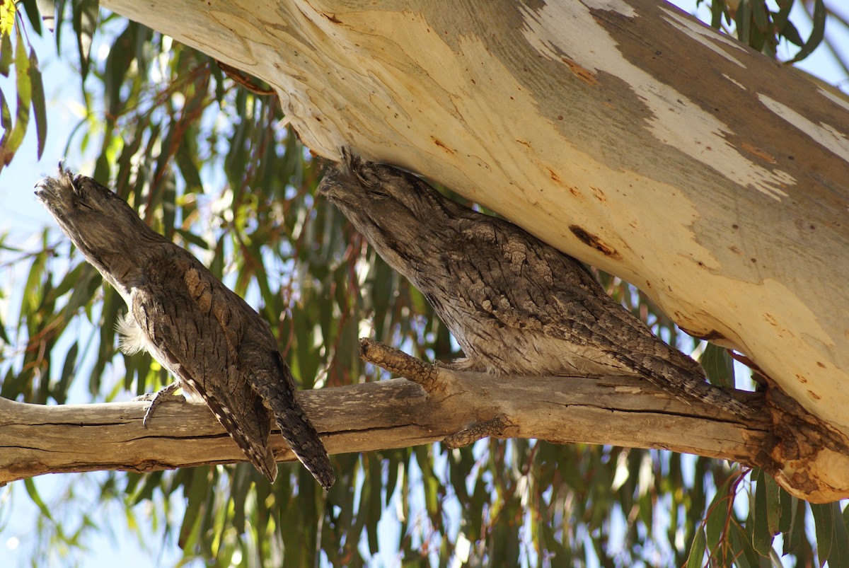 Tawny Frogmouth - ML398697691