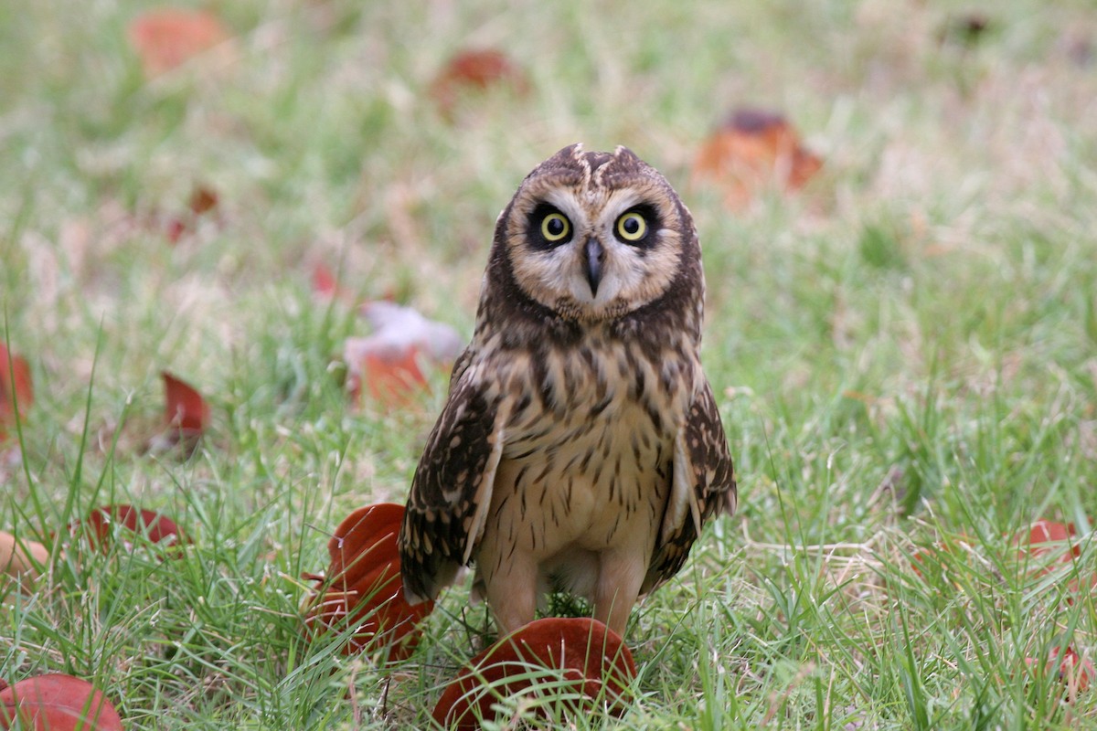 Hibou des marais (domingensis/portoricensis) - ML398697951