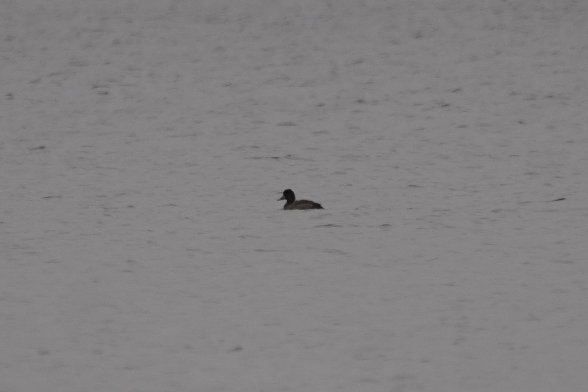 Lesser Scaup - Greg Hertler