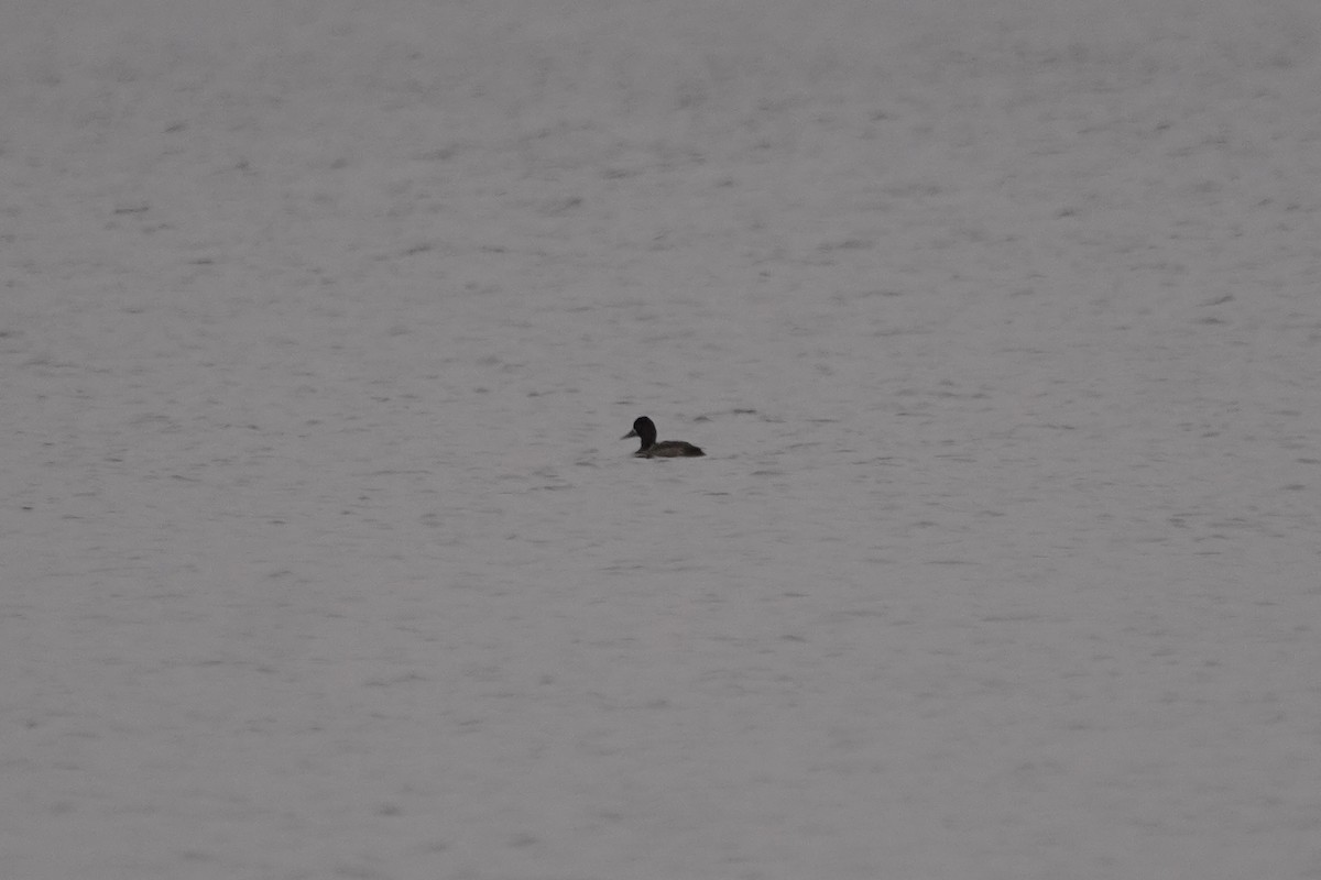 Lesser Scaup - ML398698031