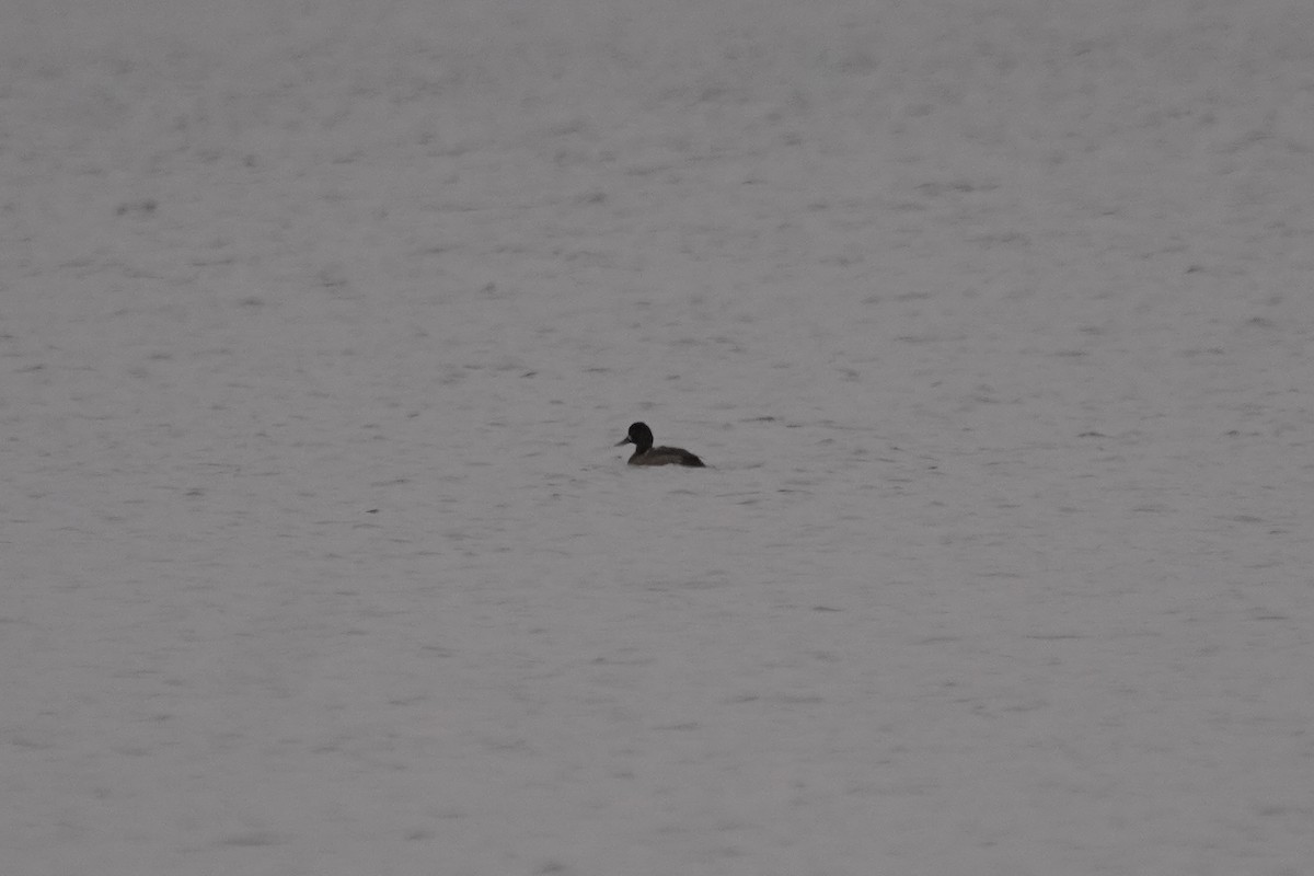 Lesser Scaup - ML398698041