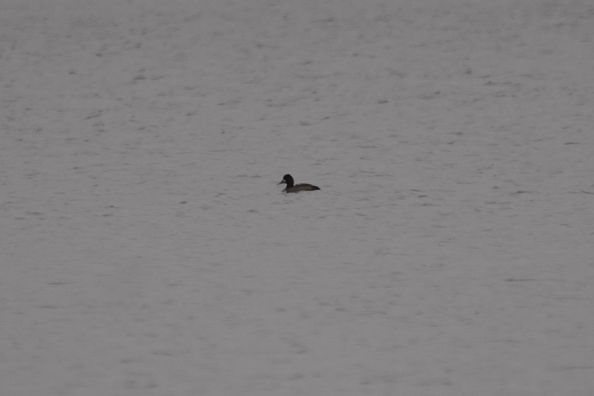 Lesser Scaup - ML398698051