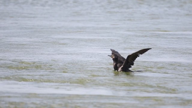 Neotropic Cormorant - ML398698131