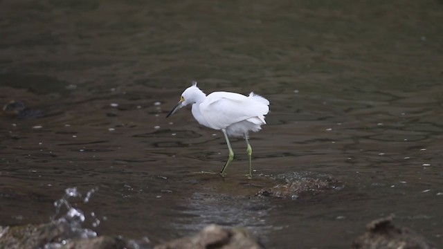 Snowy Egret - ML398698251