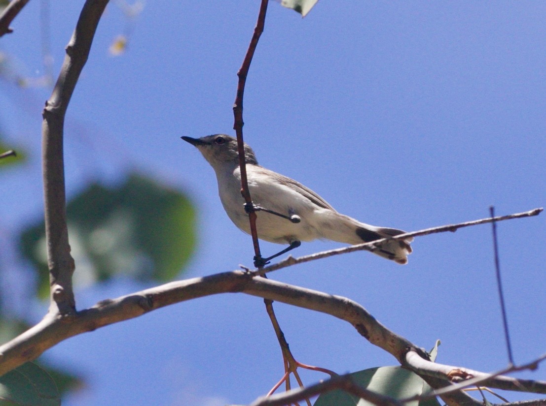 Gerigón Coliblanco - ML398699301