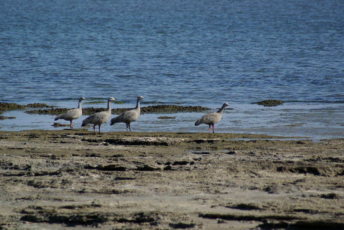 Cape Barren Goose - ML398702211