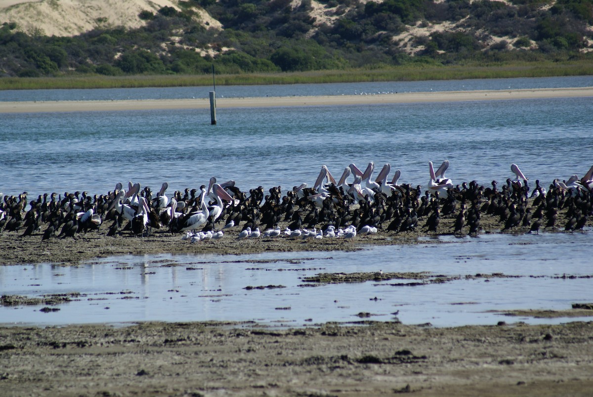 Silver Gull - ML398702221