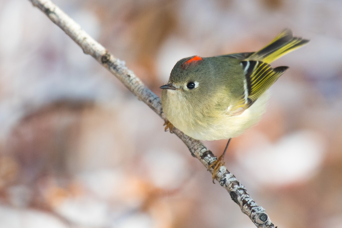 Ruby-crowned Kinglet - ML398702881