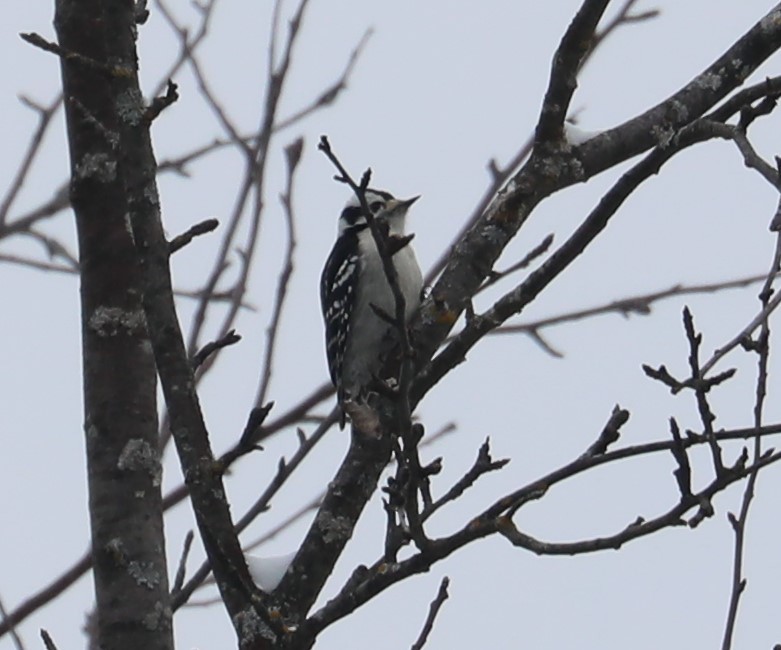 Downy Woodpecker (Eastern) - ML398702971